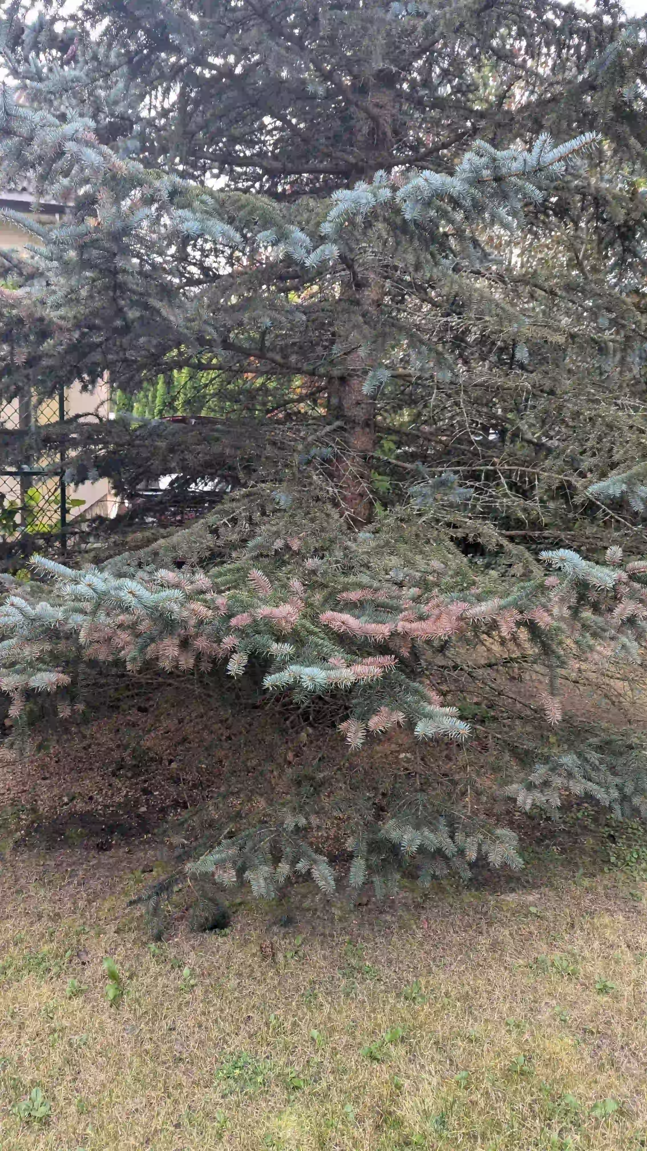 Хроническое шютте в г. Можайск